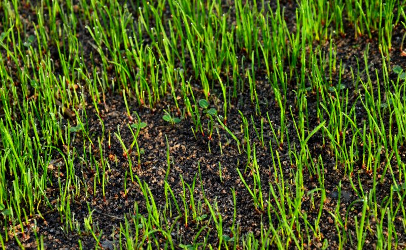 Healthy, Green Grass