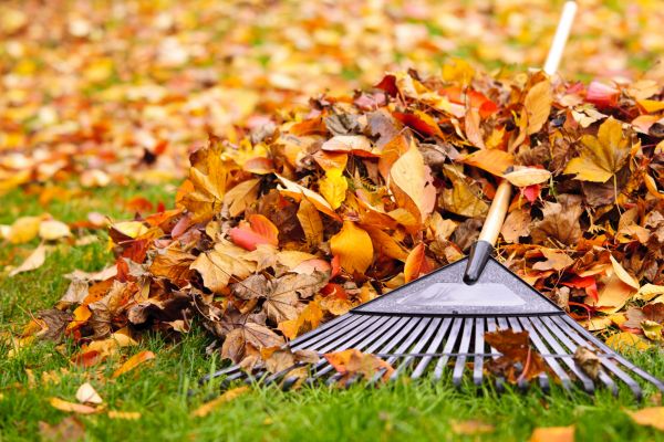 Leaves Removal in Fargo
