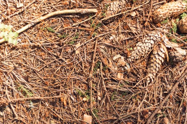 Pine Needles Removal in Fargo