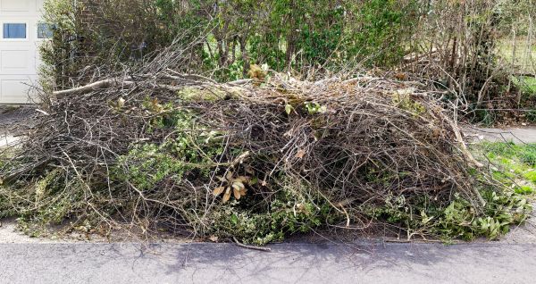 Tree Limb Cleanup in Fargo