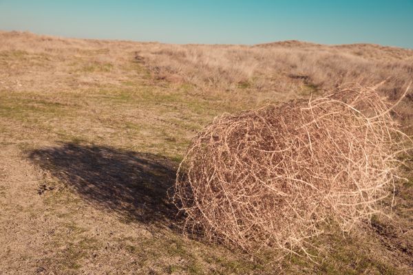 Tumbleweed Removal in Fargo