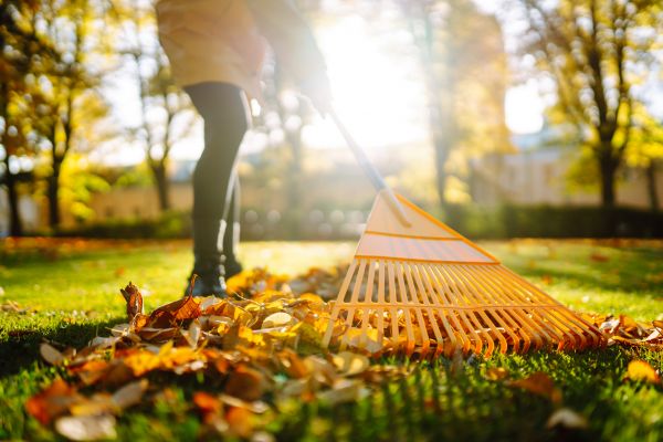 Leaves Raking in Fargo