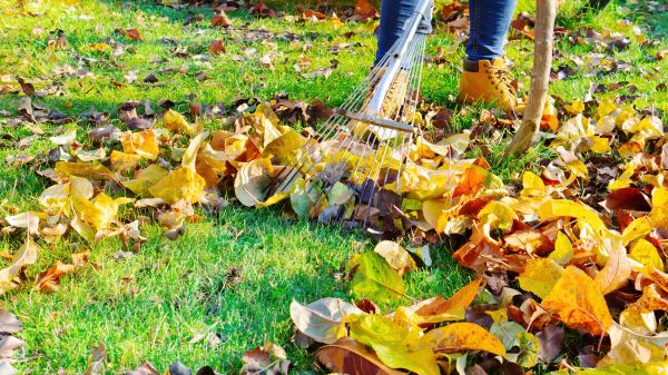 Lawn Cleanup Service in Fargo