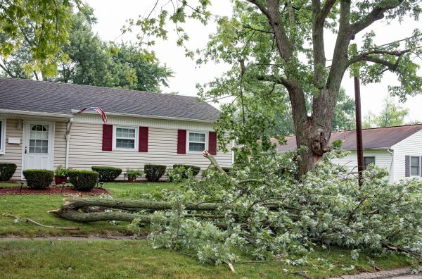 Fallen Branch Removal in Fargo